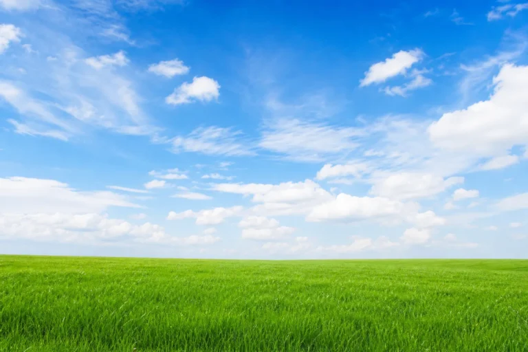 Grass and Sky Background