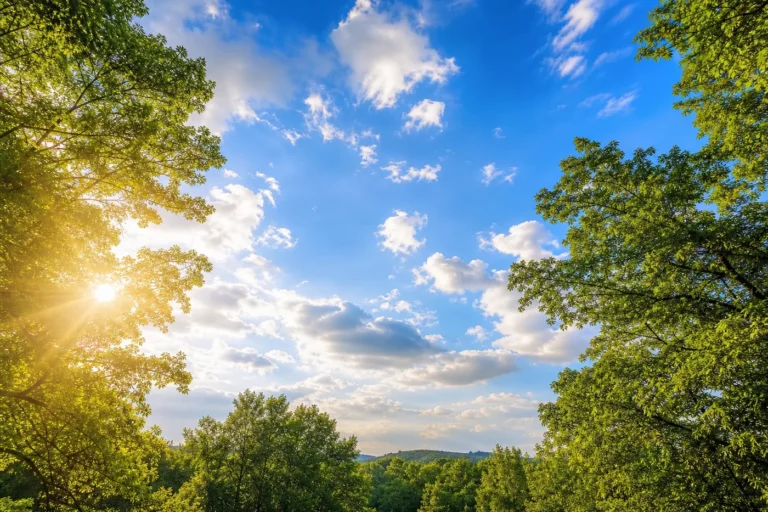 Sky and Trees Background