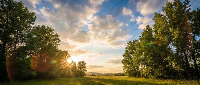 Sky and Trees Sunset Background